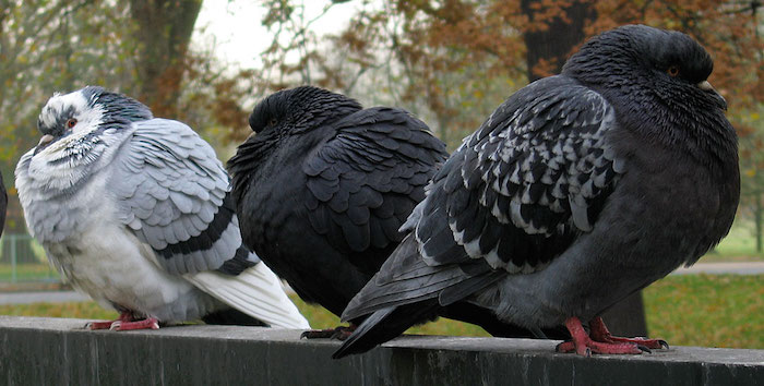 WinterPigeons02