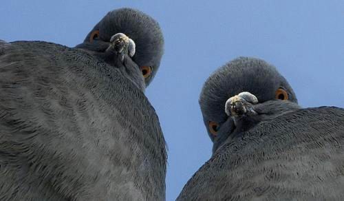 angry-pigeons